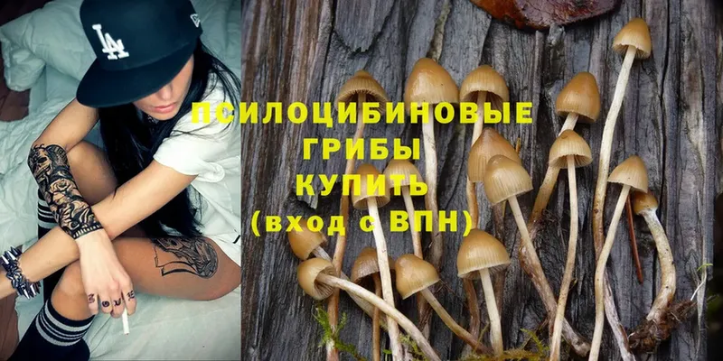 Галлюциногенные грибы Psilocybine cubensis  Ершов 